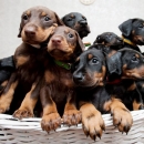 Doberman Puppies On Sale