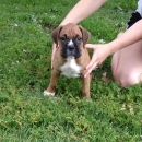 Fawn Male Boxer